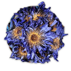 Blue Lotus Flower | Nymphaea Caerulea